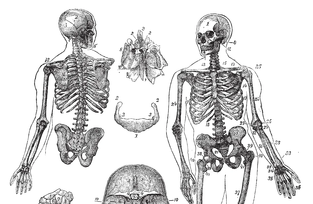 Bones need a proper balance of minerals. Anything that upsets this balance compromises bone health. (Shutterstock.com)