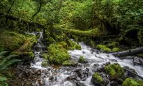 3M Company Announced New Forest Sustainability Policy