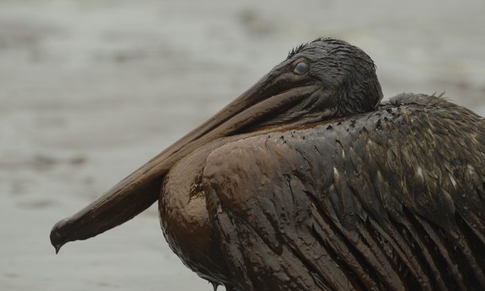 Cleaning Up Massive Oil Spills, How Do They Do It? | The Epoch Times