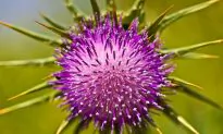 This Natural Plant Extract Could Cure Rare Brain Tumors, Study Shows