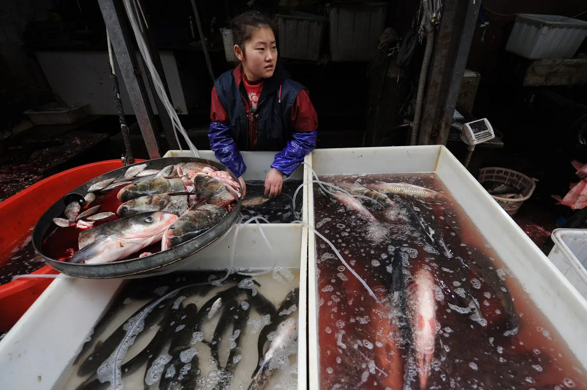 A Chinese seafood seller at a market in Hefei, Anhui Province, China on Dec. 23, 2010. A Chinese scientist has shed light on the abuses of antibiotics in China’s aquaculture industry. (STR/AFP/Getty Images)