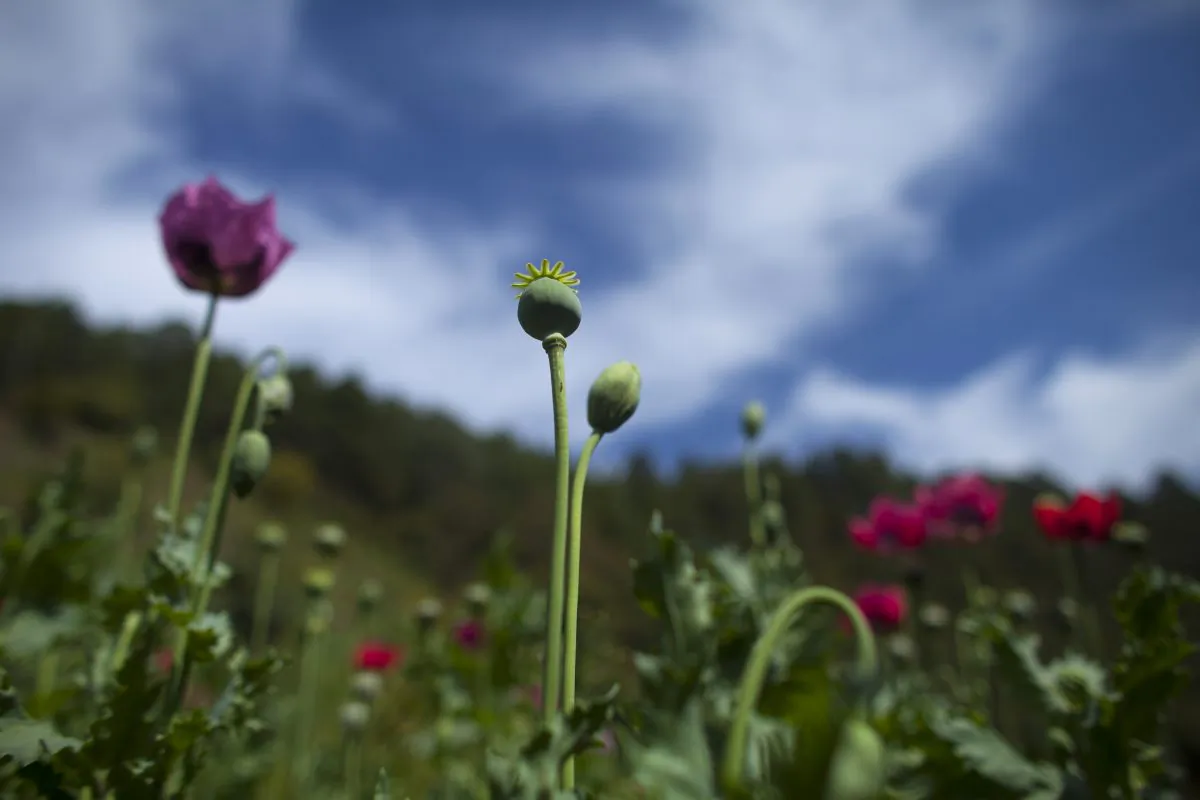 Poppy flowers grow in the Sierra Madre del Sur mountains in Guerrero state, Mexico, Monday, Jan. 26, 2015. Mexican heroin has become cheaper and more powerful at a time when Americans hooked on pharmaceutical opiates are looking for an affordable alternative. (AP Photo/Dario Lopez-Mills)