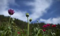 Heroin Is Cheaper Than OxyContin, and Overdoses Are Increasing