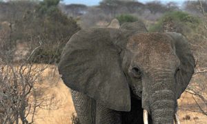Elephants in East Africa Have New Protection Plan