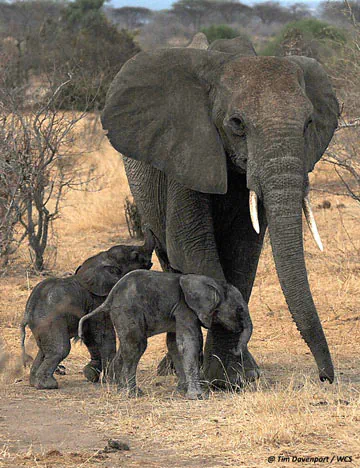 Rarely seen day-old twin elephants photographed near Mwagusi in Ruaha National Park. Photo credit: Tim Davenport / WCS.