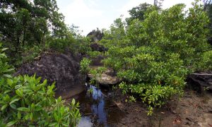 Mangrove Forests Need Protecting According to UN Study