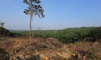 Liberia Locals May Lose Land Rights To Palm Oil Industry