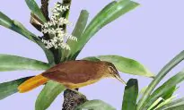 Newly Discovered Bird May Number Only 10 Individuals