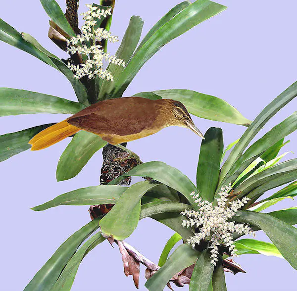 The cryptic treehunter (Cichlocolaptes mazarbarnetti). Photoart by Rolf Grantsau. 
