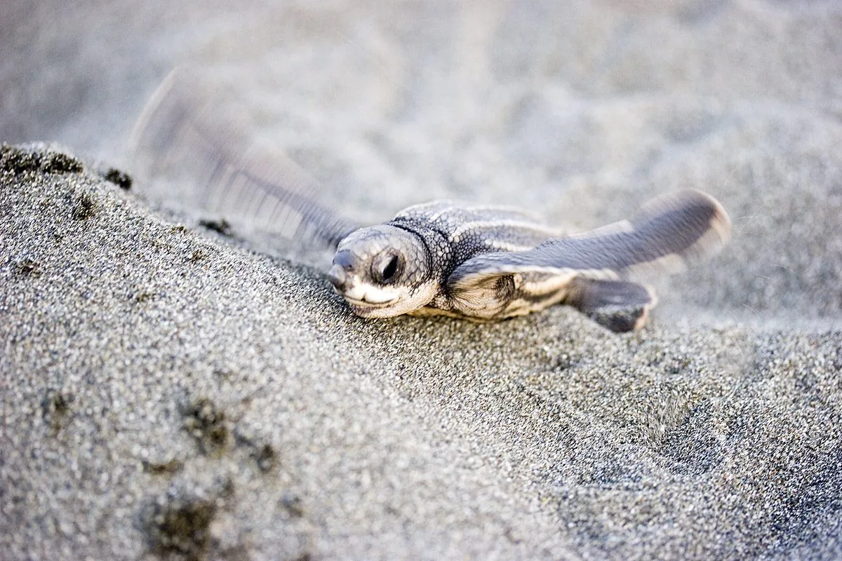 Look, I can fly! (Jimmyweee, CC BY)