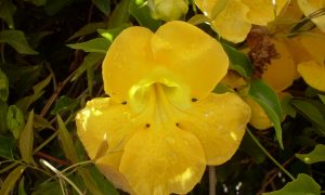 This Herb Can Be a Safer, More Effective Anti-Inflammatory