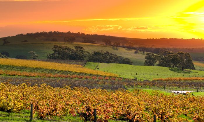 Barossa Valley Vineyards via Shutterstock*