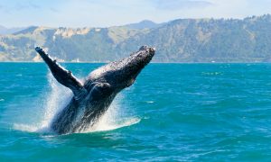 Top 3 Whale Watching Destinations in South Africa