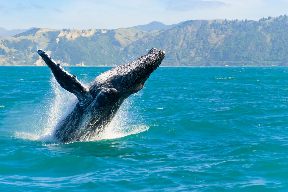 A massive humpback whale playing in water via Shutterstock*