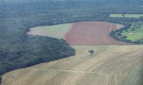 Brazil Confirms Rising Deforestation in the Amazon