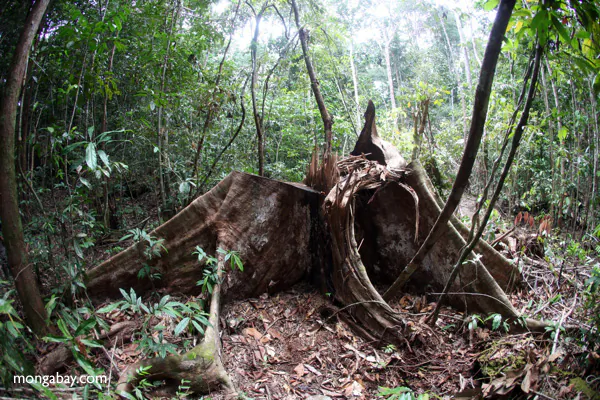 Proposed Law Could Decimate Indonesia’s Remaining Forests