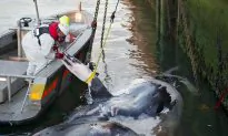 Human Activity Is Leading to ‘A Major Extinction Event’ for Sea Life, Scientists Say