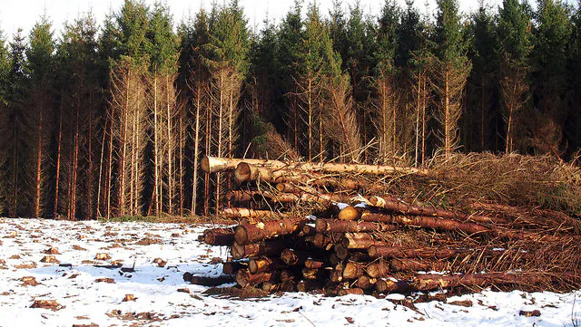 Burning Wood for Electricity: New Demands, New Questions
