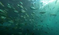 Hong Kong People Fear Poisonous Chinese Fish
