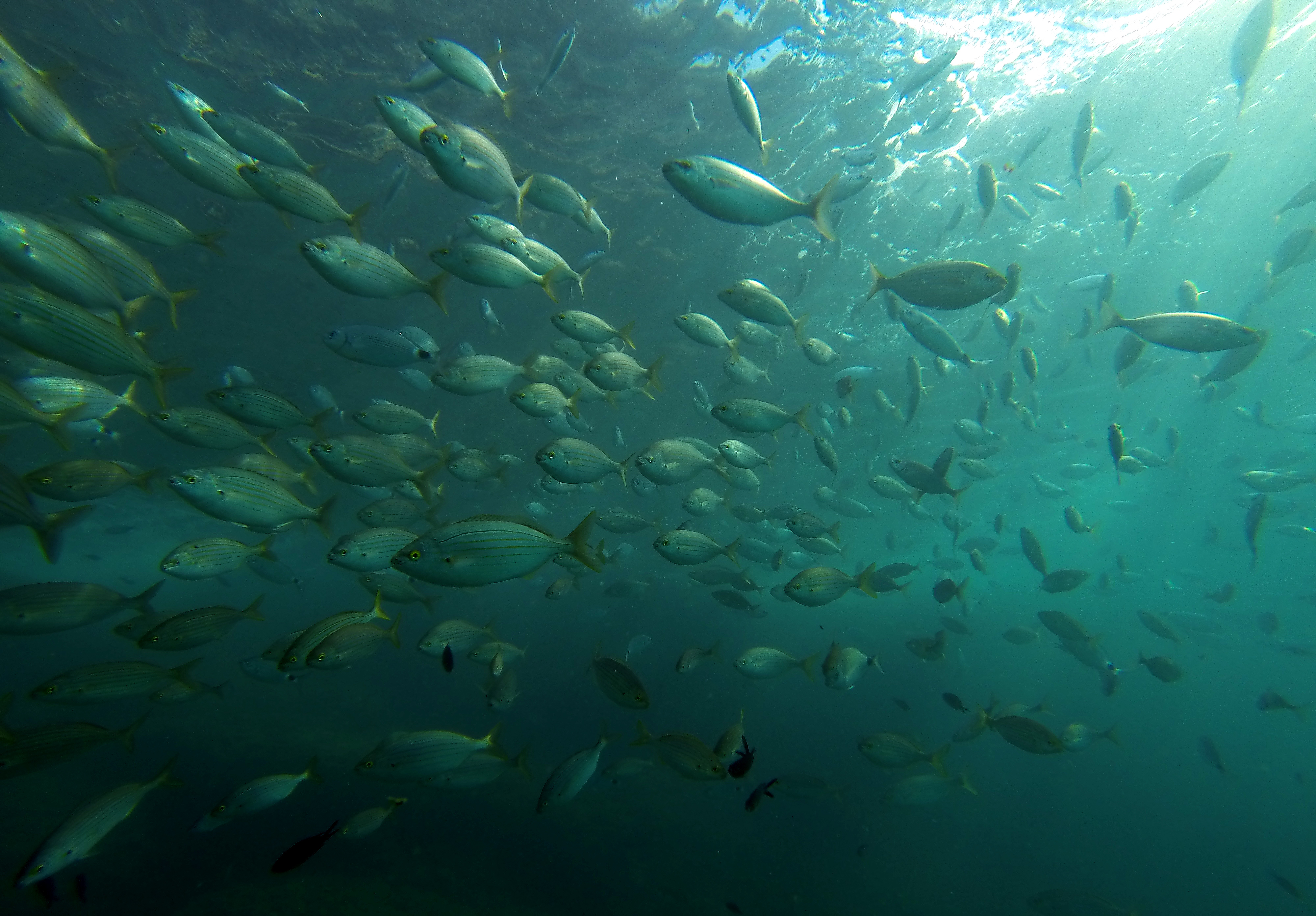 We are running out of freshwater. Under the Sea. Seabed. Wild Fish Hong Kong. Cartoon photos of Factories near the Sea shows Fishes' suffer.