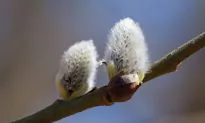 The Element of Spring: Wood