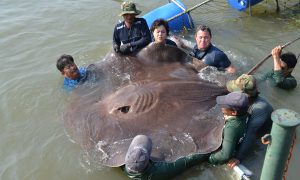 Gigantic Freshwater Fish Smashes Catch and Release Record