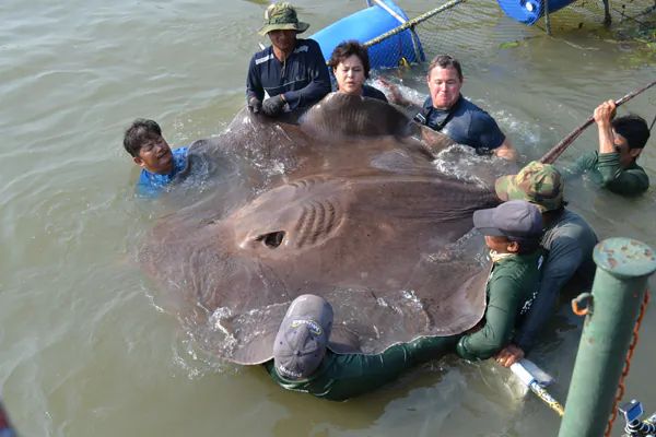 Gigantic Freshwater Fish Smashes Catch and Release Record