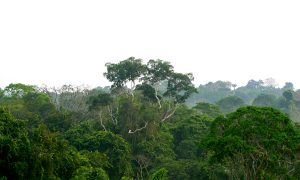 New Report Connects Human Health to Biodiversity Protection