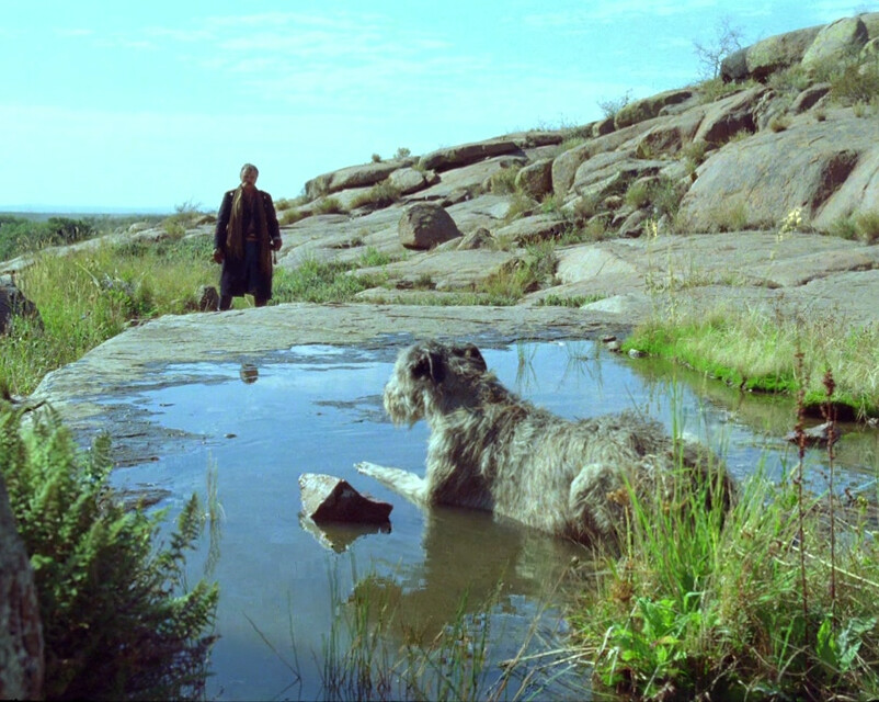 a dog in a puddle in grass in "Jauja"