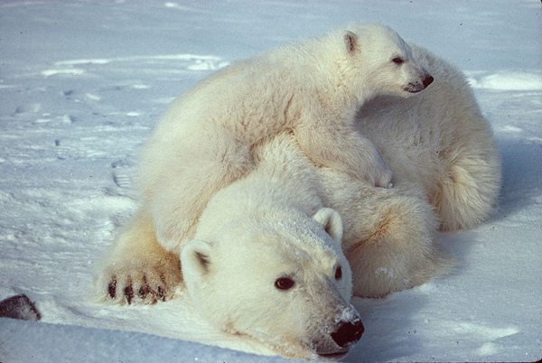 Polar bear and cub. Declining sea ice has made it more difficult for some polar bear populations to find enough food and rear cubs. Photo by: Scott Schliebe/USFWS. 