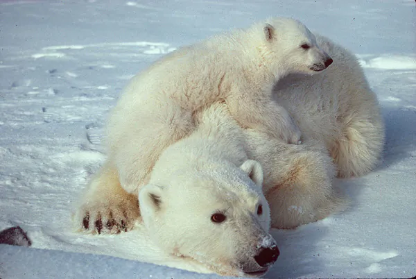 The Great Arctic Decline: Another Sea Ice Record Broken