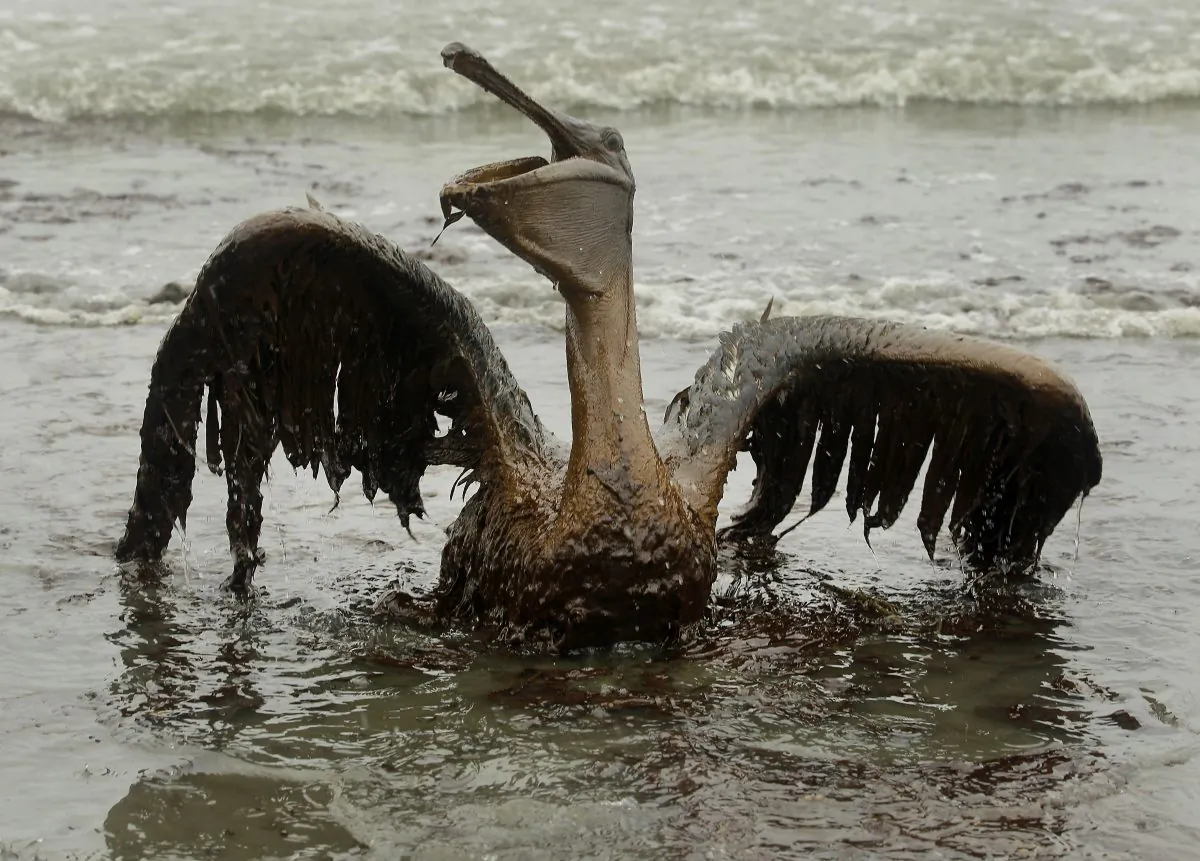 A brown pelican covered in oil sits on the beach at East Grand Terre Island along the Louisiana coast on Thursday, June 3, 2010. Oil from the Deepwater Horizon has affected wildlife throughout the Gulf of Mexico. (AP Photo/Charlie Riedel)