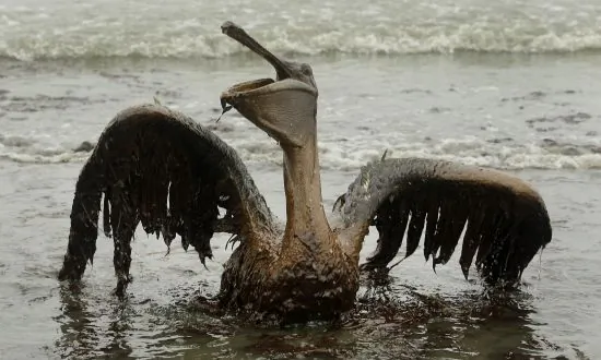 Wildlife Is Being Lost at an Alarming Rate—Here’s Why You Should Care