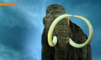 Scientists Add Woolly Mammoth DNA to Elephant Cells (Video)
