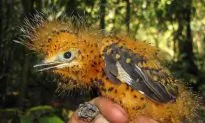 Bizarre Mimicry in the Amazon Rainforest