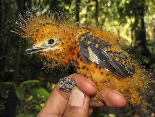 A cinereous mourner nestling that resembled a toxic caterpillar in the Megalopygidae family of moths. Photo by: Santiago David Rivera.