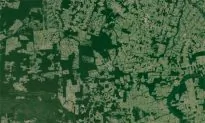 World’s Fragmented Forests Are Deteriorating