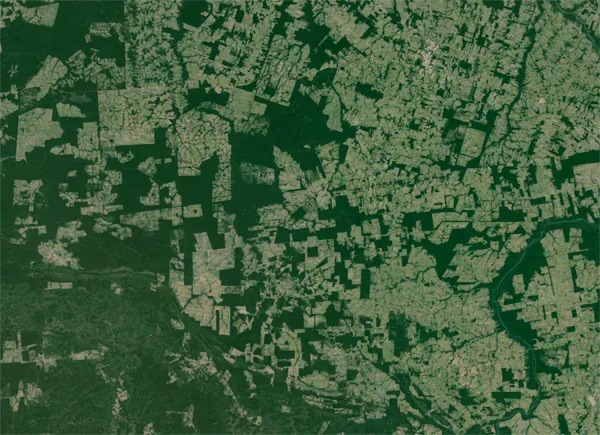 Fragments of forest in the agricultural landscape around Sinop, Brazil, an area where soybean farming and cattle ranching have expanded at the expense of the Amazon rainforest. Image courtesy of Google Earth. 
