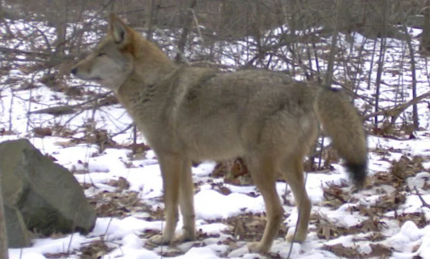 Deaths in 2015 included 68,905 coyotes 731 bobcats, 480 bears, 385 wolves and 284 mountain lions. (Mark Weckell/Gotham Coyote Project)