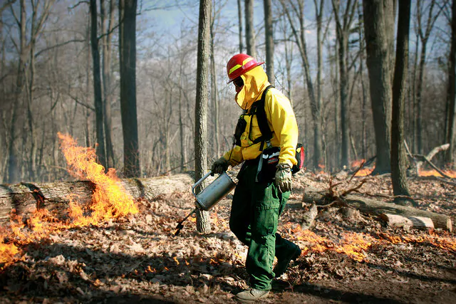 The benefits of controlled burns may outweigh the costs, according to a survey of forest managers. As one manager said: "Prescribed burning is the most important forest management tool we have."  (vastateparksstaff, CC BY)