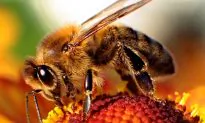 Common Metal Addles Honey Bee Brains