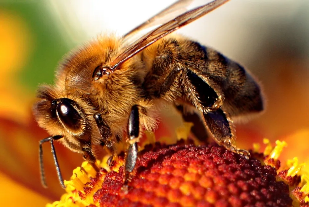 Bee of the genus Apis on a flower. (Wikimedia Common, Maciej A. Czyzewski)