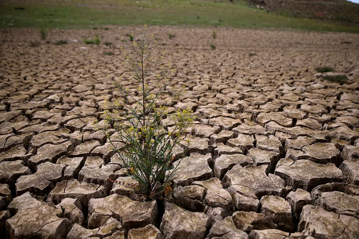 Weeds grow in dry cracked earth that used to be the bottom of Lake McClure in La Grange, Calif., on March 24, 2015. (Justin Sullivan/Getty Images)