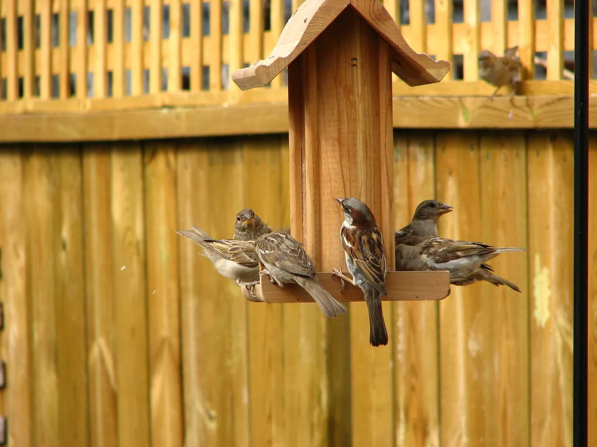 House Sparrows (Matt MacGillivray/wikimedia.org)