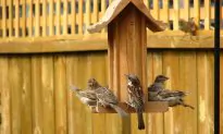 Villagers Highlight Bird Plight With Special Wedding