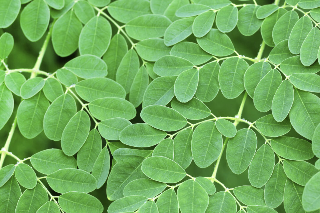 The small, round leaves of the moringa tree are packed with nutrients. (iStock/bdspn)