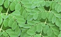 The Incredible Moringa Tree