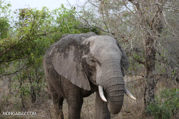 Elephant Poaching Rate Unchanged—and Still Devastating