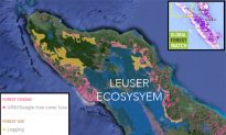 Forest in Indonesia Threatened by Logging and Plantations