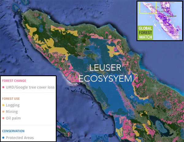 GLobal Forest Watch map showing protected areas and industrial concessions in and around the Leuser Ecosystem in Aceh and North Sumatra on the Indonesian island of Sumatra. 
